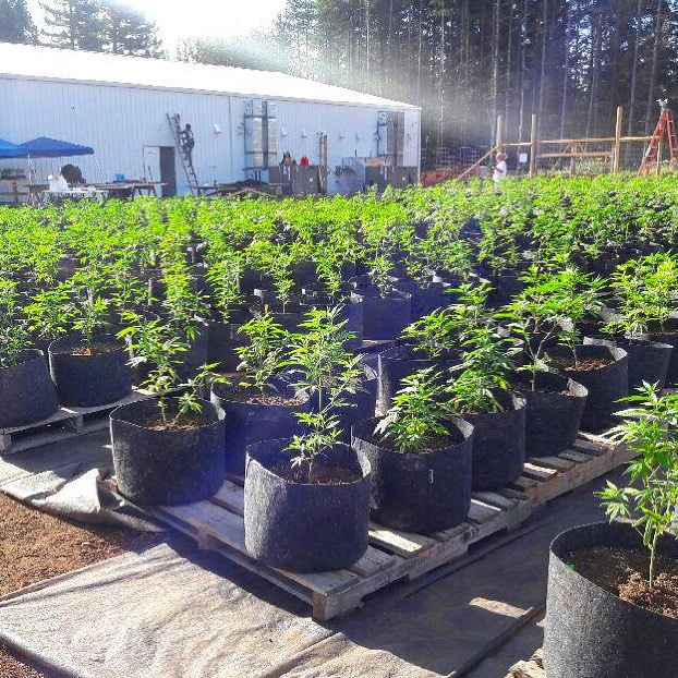 northstaroregon_20347376_1448022335265181_1329860993127284736_n